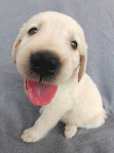 Rabrador :o))