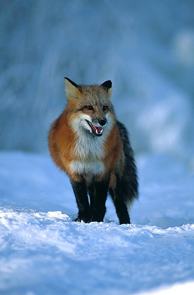 red_fox_on_blue_snow