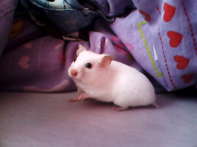 ufoneksss